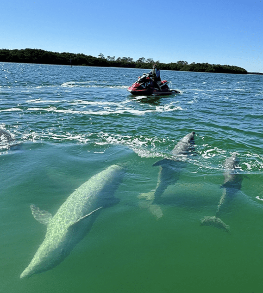 Jet ski rider near a group of dolphins swimming in clear green water.