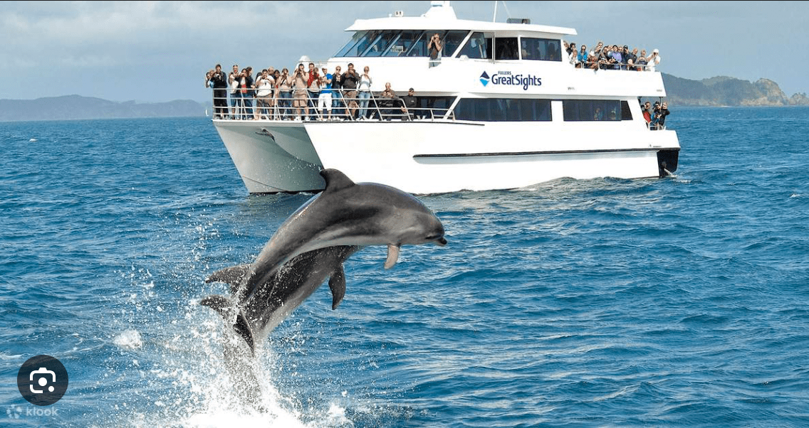 Dolphins jumping beside a tour boat during a dolphin watching cruise in Clearwater Beach