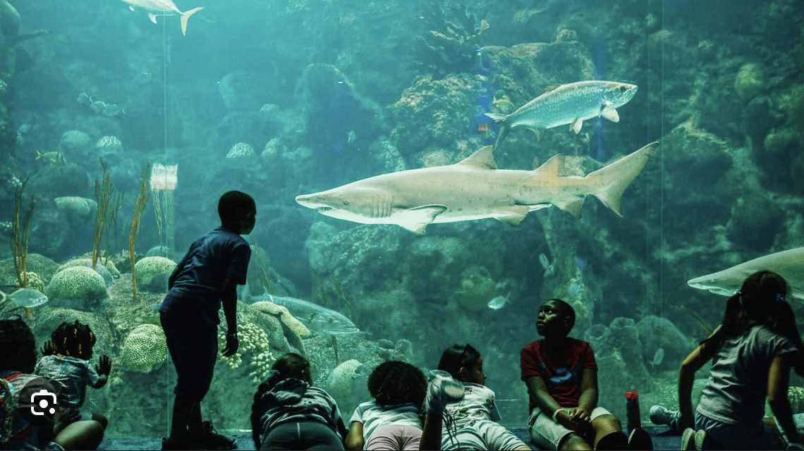 Children watching sharks swim at the Florida Aquarium in Tampa Bay.