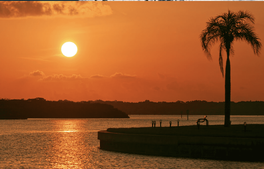Golden sunset over the water with a palm tree silhouette at Clearwater Beach.