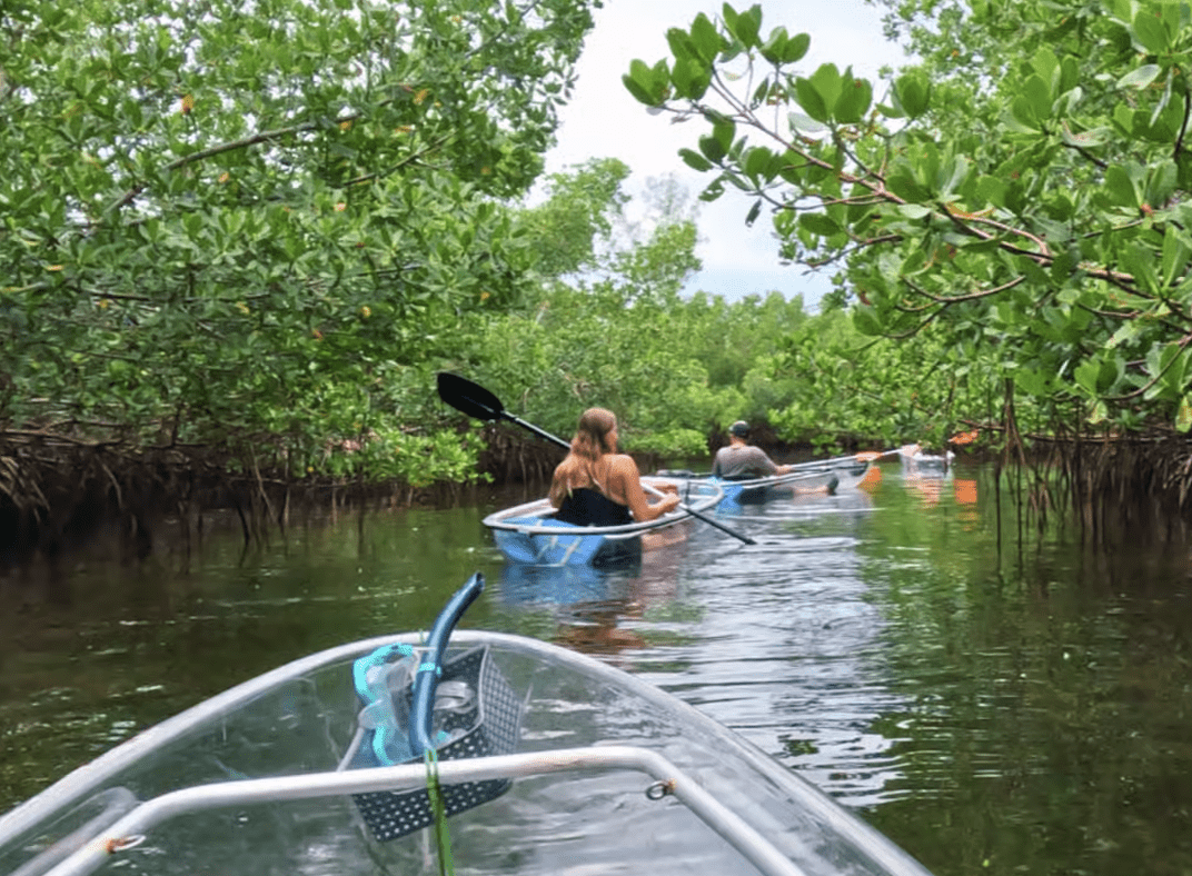 Couple kayaking through lush mangrove tunnels near Clearwater Beach, Florida.