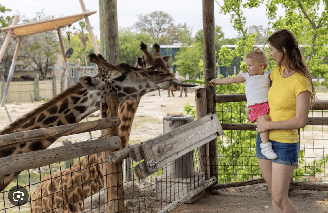 Mother and child feeding giraffes at ZooTampa at Lowry Park in Florida.