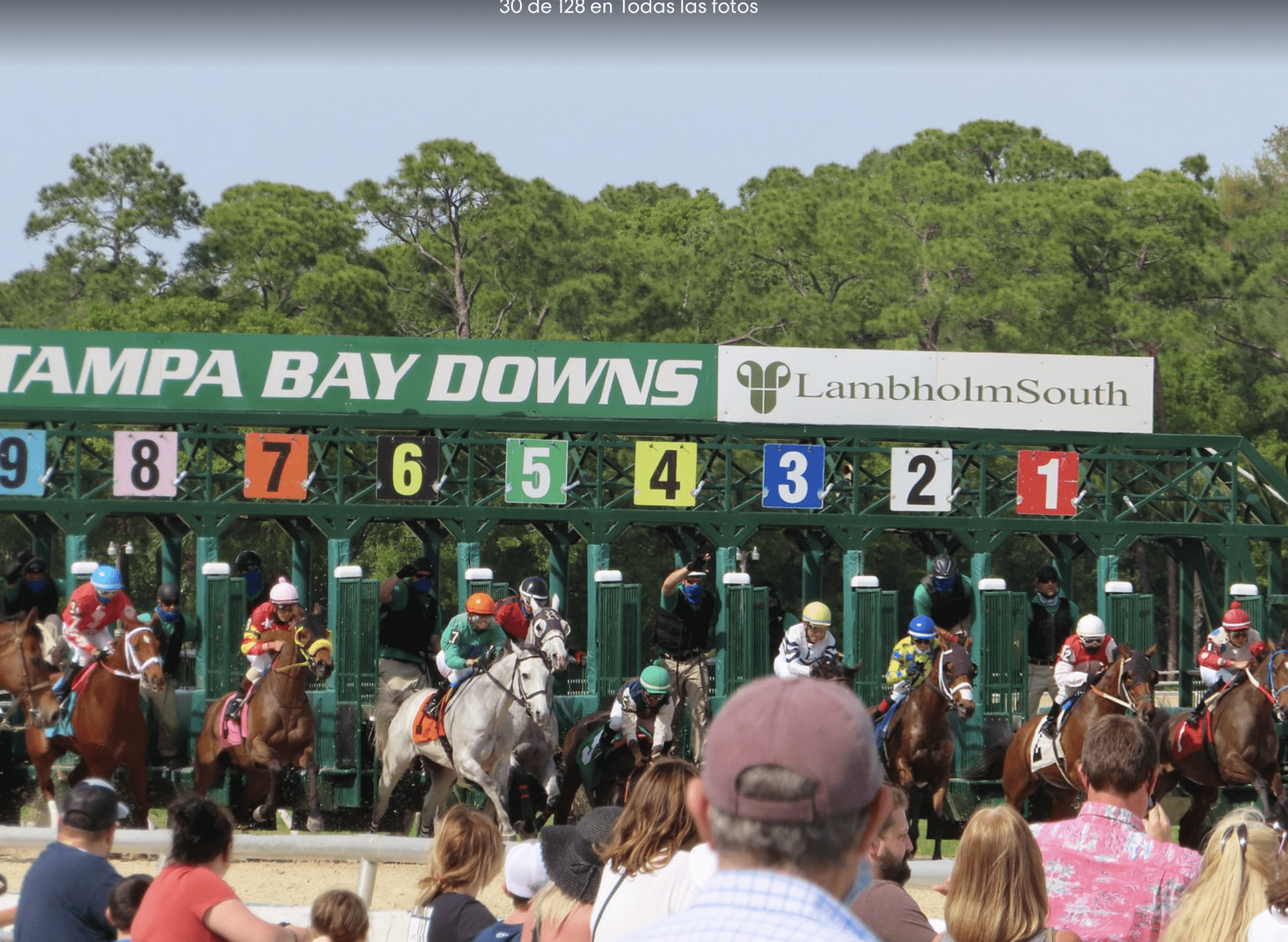 Horse race starting gate at Tampa Bay Downs with jockeys and spectators.