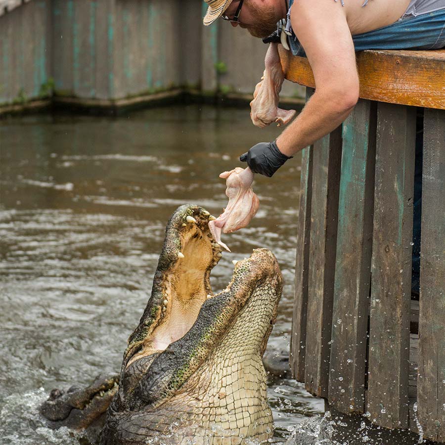 Man feeding a large alligator at Gatorland Orlando adventure park.